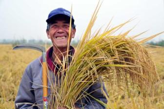 Annual rice yield to remain above 200m tons